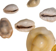 kaurischelpen-archeologie